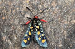 Arniocera auriguttata