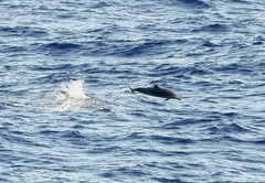 Stenella attenuata attenuata