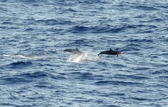 Stenella attenuata attenuata