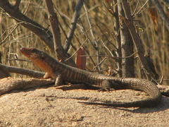 Matobosaurus validus