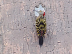Melanerpes striatus
