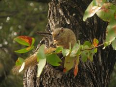 Paraxerus cepapi cepapi
