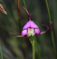 Disperis capensis capensis