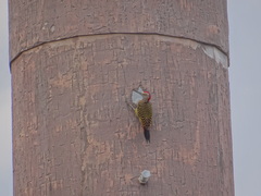 Melanerpes striatus