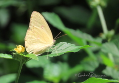 Pyrisitia dina