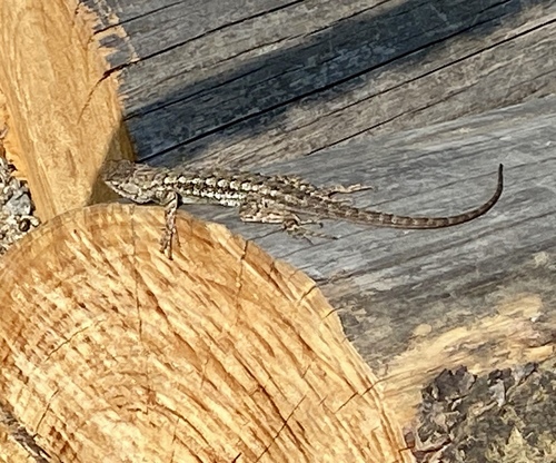 iNaturalist observation photo of Western Fence Lizard