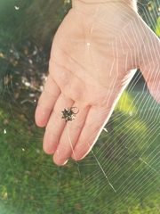 Gasteracantha cancriformis