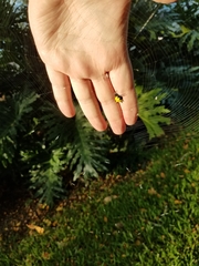 Gasteracantha cancriformis