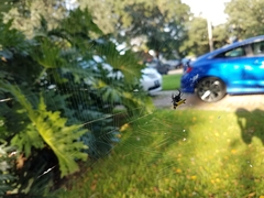 Gasteracantha cancriformis