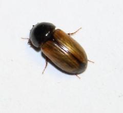 Aphodiini
