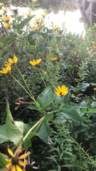 Heliopsis helianthoides