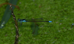 Ischnura heterosticta