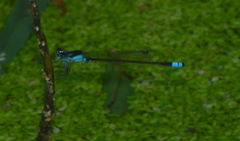 Ischnura heterosticta