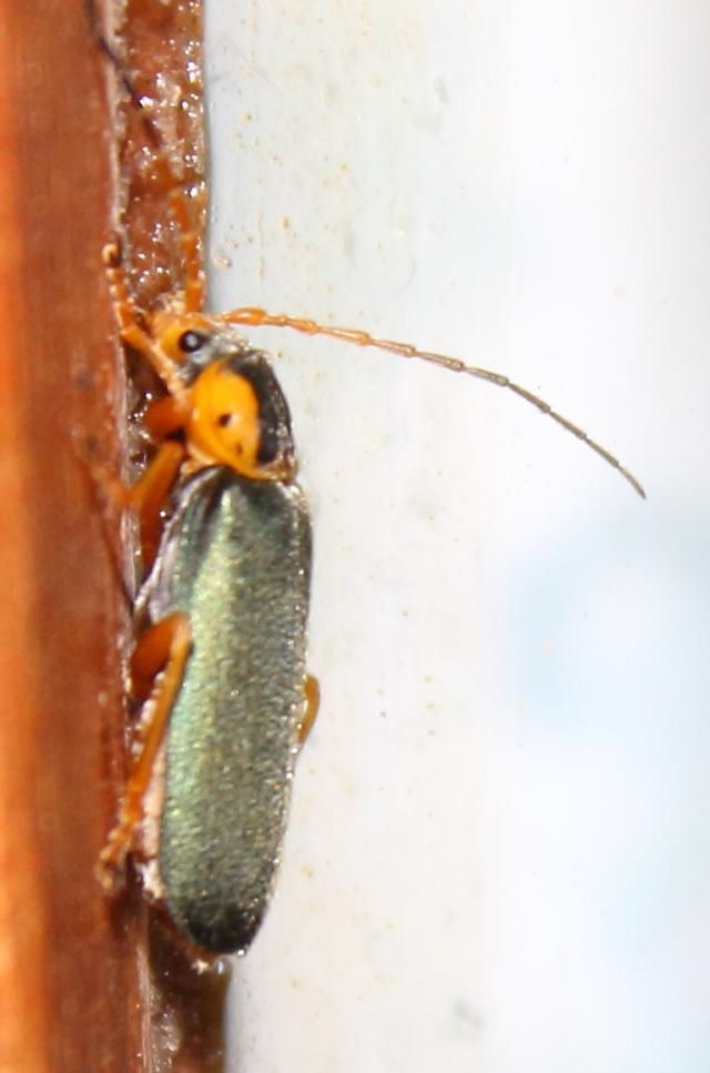 Dysmorphocerinae