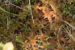 Sphagnum recurvum