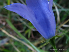 Wahlenbergia krebsii krebsii