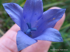Wahlenbergia krebsii krebsii