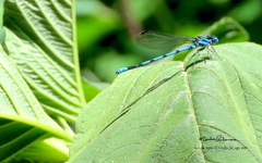 Argia tarascana
