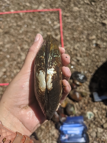 Ouachita Kidneyshell