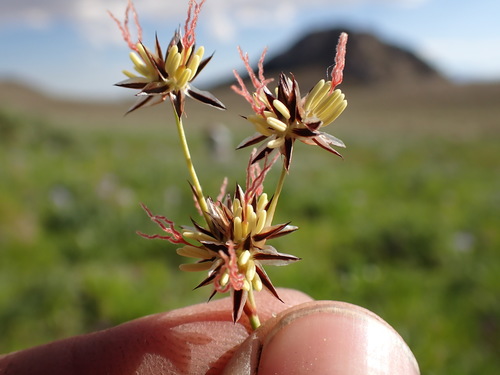 Image of Juncus orthophyllus by (c) Martin Purdy, some rights reserved (CC BY)
