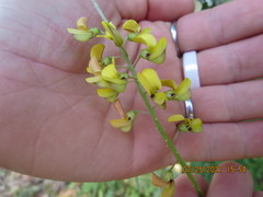 Crotalaria lanceolata
