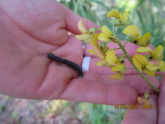 Crotalaria lanceolata