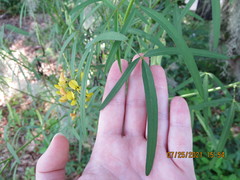 Crotalaria lanceolata