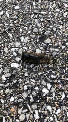 Neotibicen lyricen