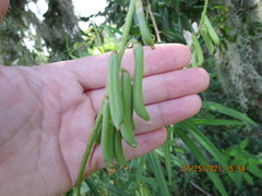 Crotalaria lanceolata
