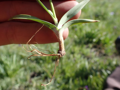 Image of Juncus orthophyllus by (c) Martin Purdy, some rights reserved (CC BY)