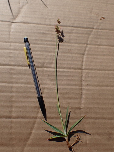 Image of Juncus orthophyllus by (c) Martin Purdy, some rights reserved (CC BY)