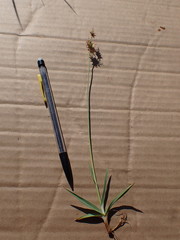Juncus orthophyllus