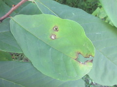 Phyllosticta asiminae