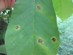 Phyllosticta asiminae