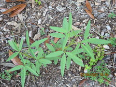Crotalaria lanceolata