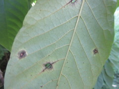 Phyllosticta asiminae