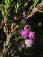 Erica hirtiflora hirtiflora