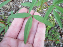 Crotalaria lanceolata