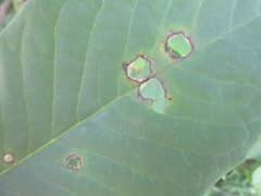 Phyllosticta asiminae