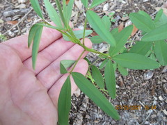 Crotalaria lanceolata