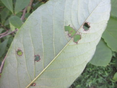 Phyllosticta asiminae