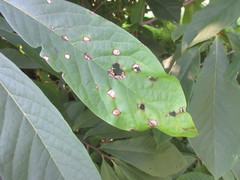 Phyllosticta asiminae