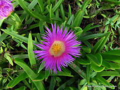 Carpobrotus dimidiatus