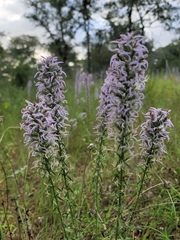 Liatris carrizana