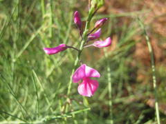 Indigofera filifolia