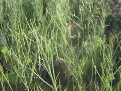 Indigofera filifolia