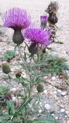 Cirsium flodmanii