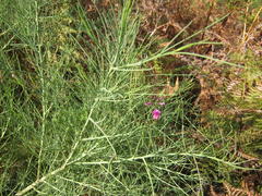Indigofera filifolia