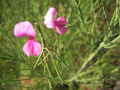 Indigofera filifolia