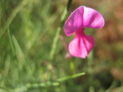 Indigofera filifolia